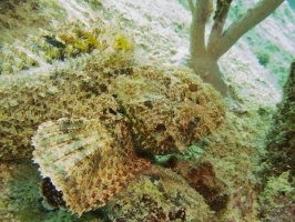 Scorpionfish IMG 7762